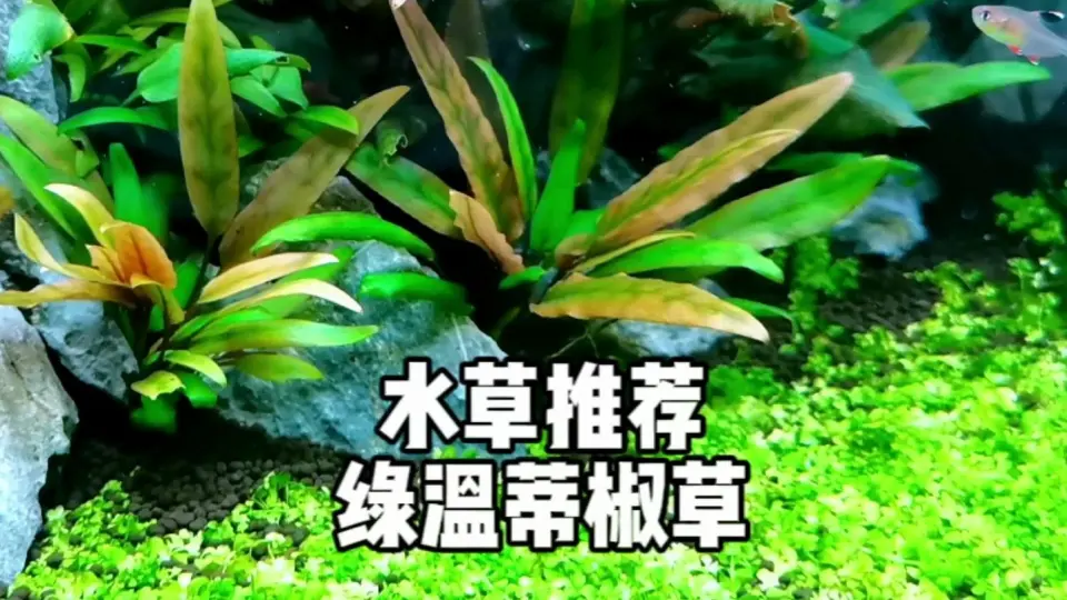 从零开始认识水草——水草种类_哔哩哔哩_bilibili