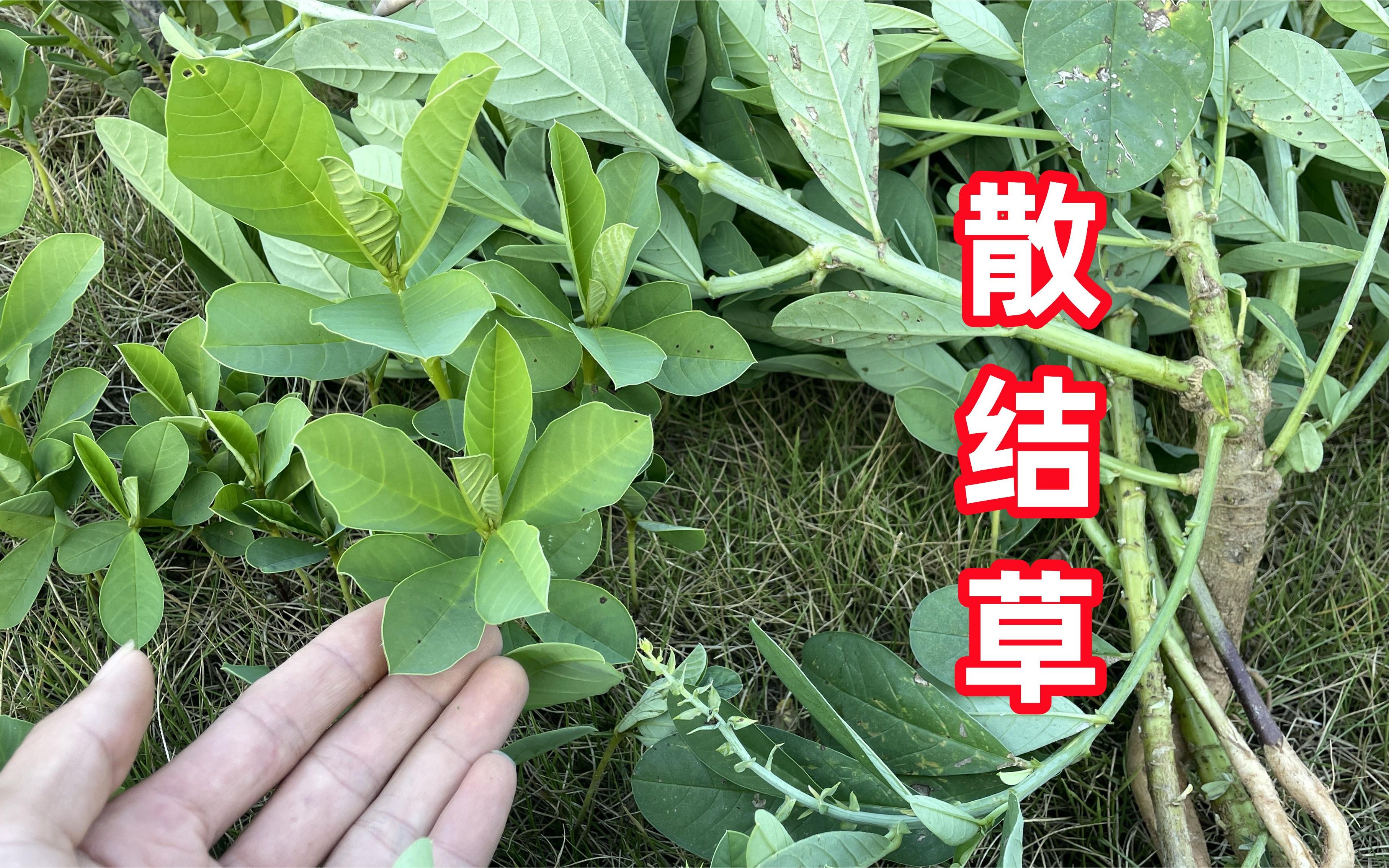 这种常见植物