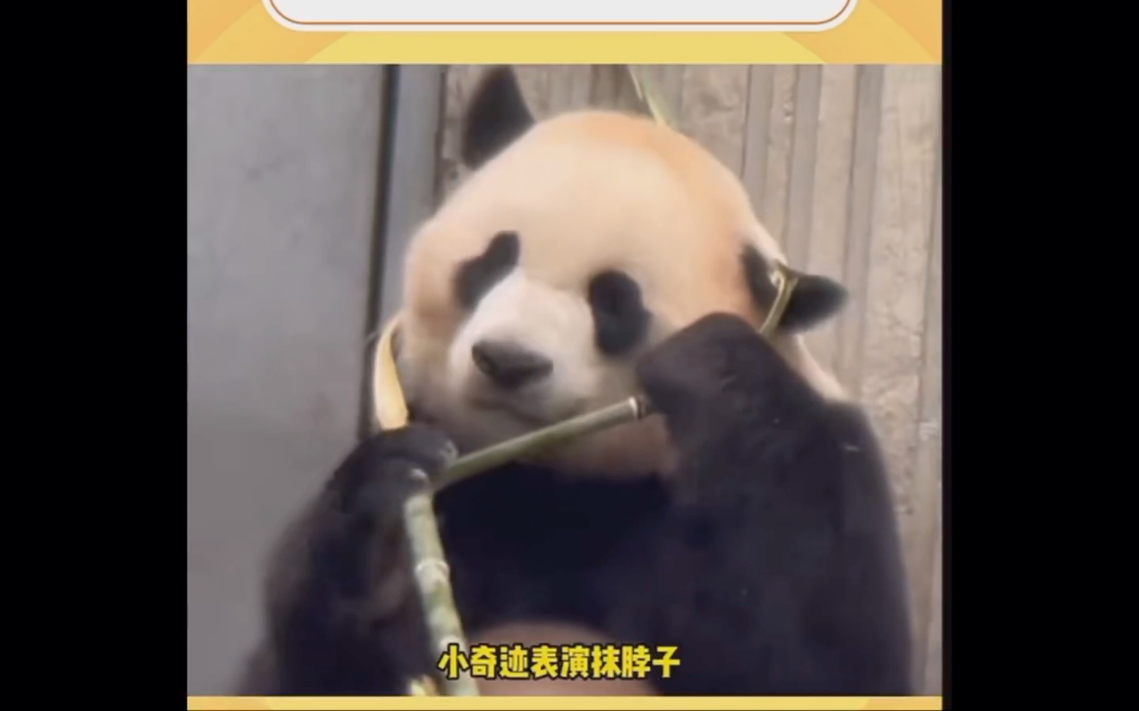 留子熊猫吃竹子的独特风格