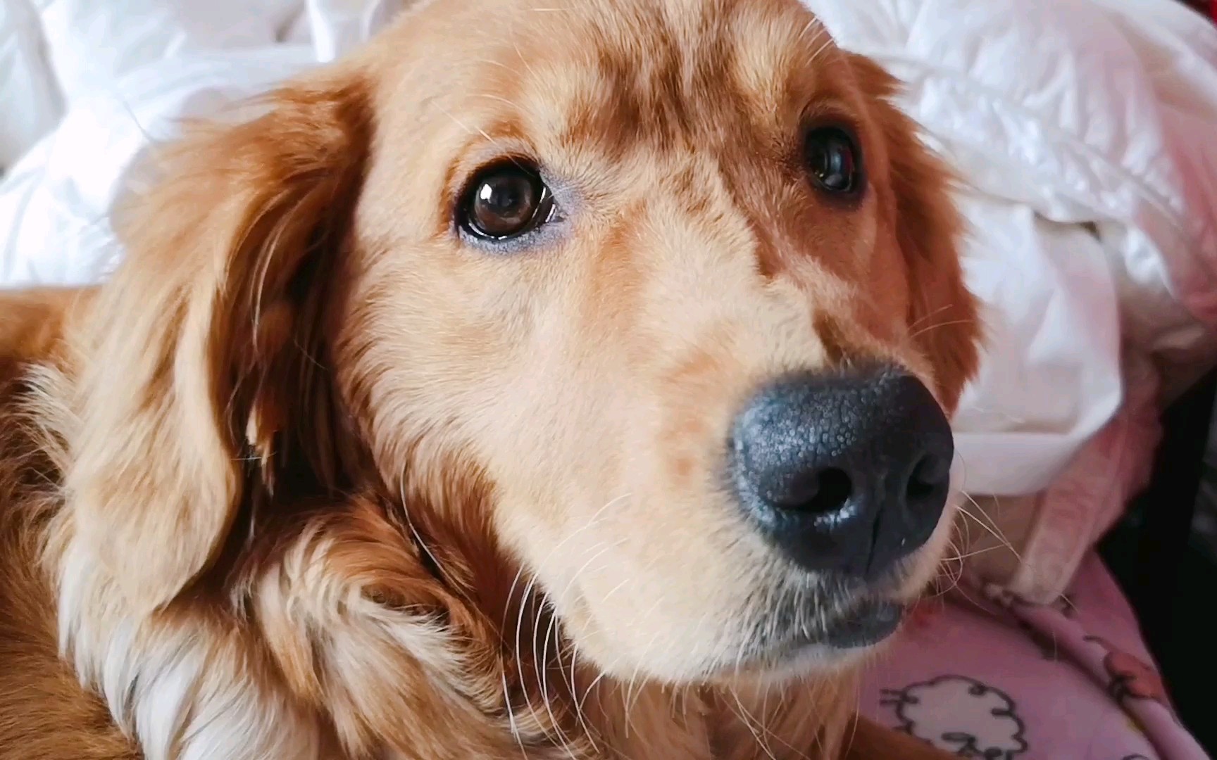 【金毛】枕头的双眼皮真的好看,碎觉还一副黄花大闺狗的矜持着,日常