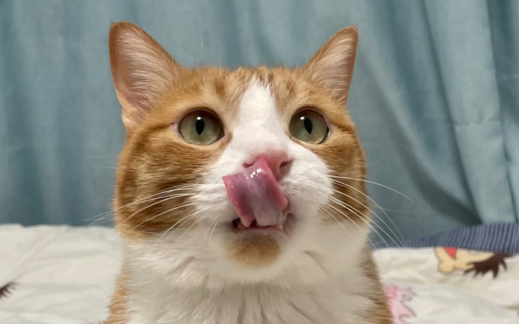 咪猫不给我吃饭我就叫穿你的耳朵556854