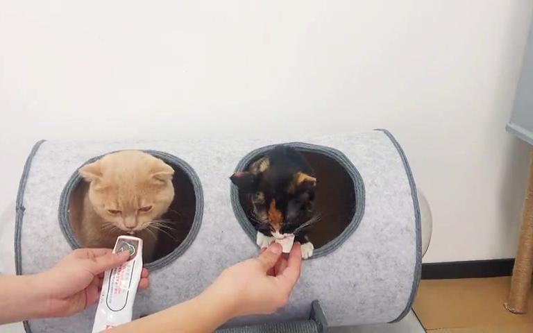 打造纸箱猫房第十八天,做了各种各样的猫房,你们最喜欢哪个?哔哩哔哩bilibili