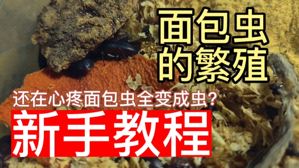 [图]面包虫繁殖教程，up亲测有效~不用担心成虫浪费了，小蜘蛛嘎嘎炫繁殖出来的小面面