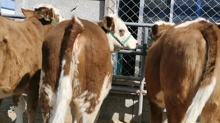 西门塔尔第四代改良牛