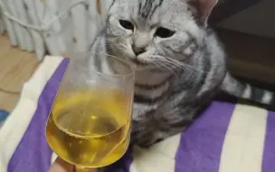 Video herunterladen: 面对迎宾酒而不知所措的猫猫