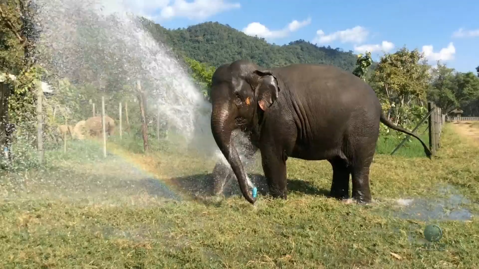 大象打破喷水器