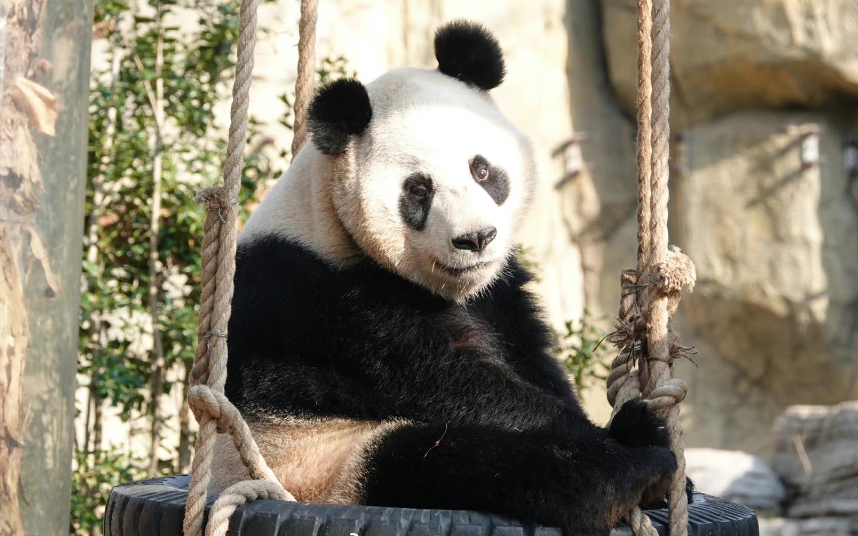 大熊猫芊金#在轮胎上各种折腾