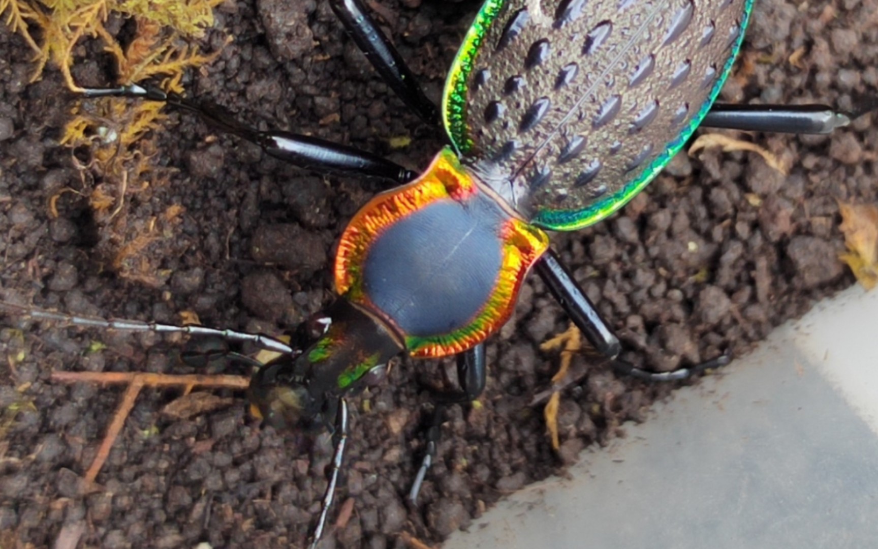饲养了一年的火缘步甲,经历了越冬,喂食被农药污染的香蕉濒死,交配三