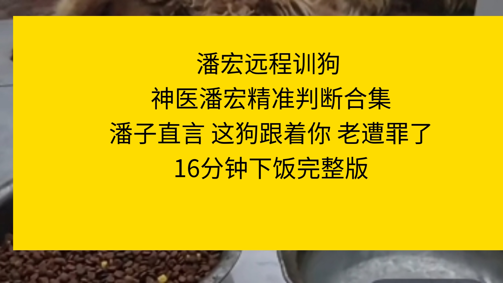 潘宏远程训狗 神医潘宏精准判断合集潘子直言 这狗跟着你 老遭罪了16分钟下饭完整版哔哩哔哩bilibili