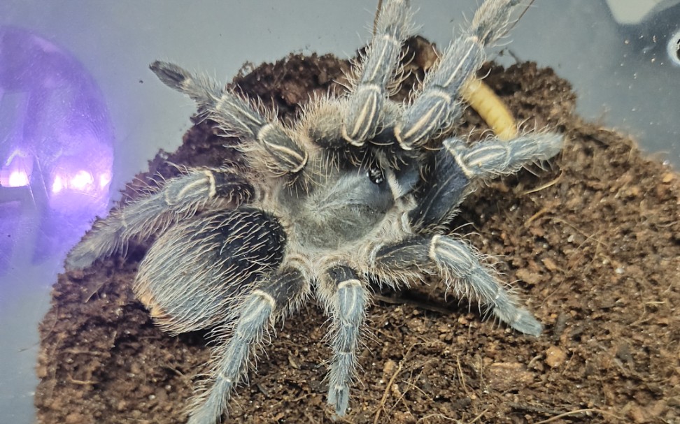 【蓝哥斑】一只有亿点点蓝的小精灵