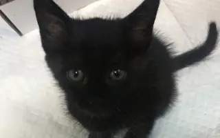 黑漆漆的猫_ 搜索结果_哔哩哔哩_Bilibili