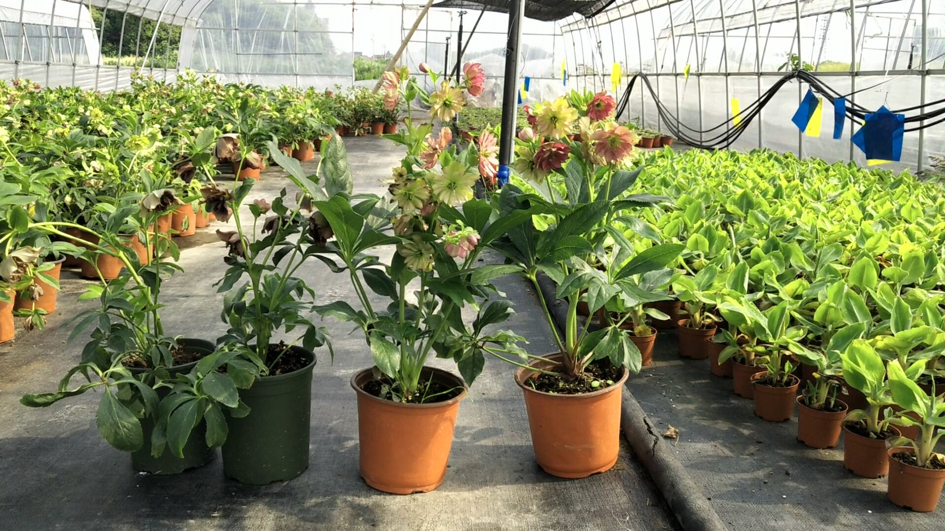 【园艺】圣诞玫瑰/铁筷子——你见过一开,开半年的花朵吗?来看看重瓣