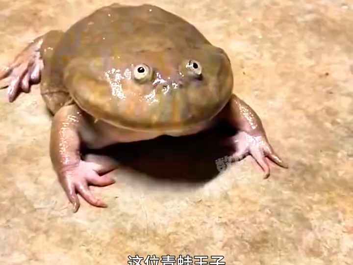 最新萌宠「小丑蛙」丑得可爱轻摸头顶,听它嚎啕大哭超疗愈!