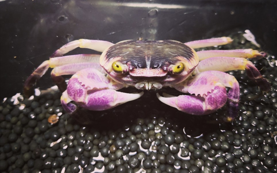 格雷陆方蟹合集号颜值太高了我爱了