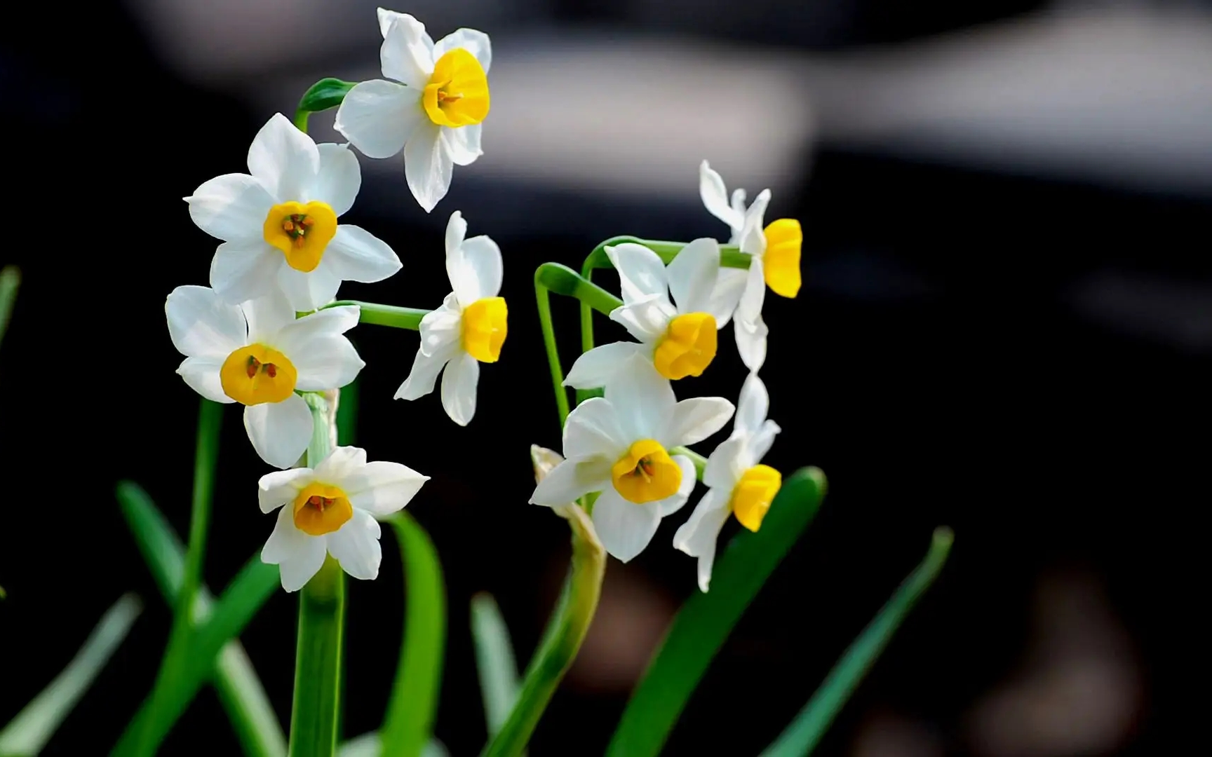 [图]四位英国影星 | 朗读诗歌《咏水仙》（Daffodils）【中英字幕】