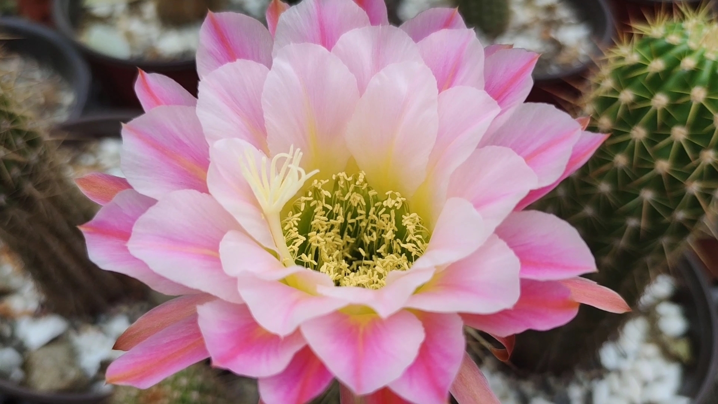 每日分享 原创 毛花柱仙人球开花