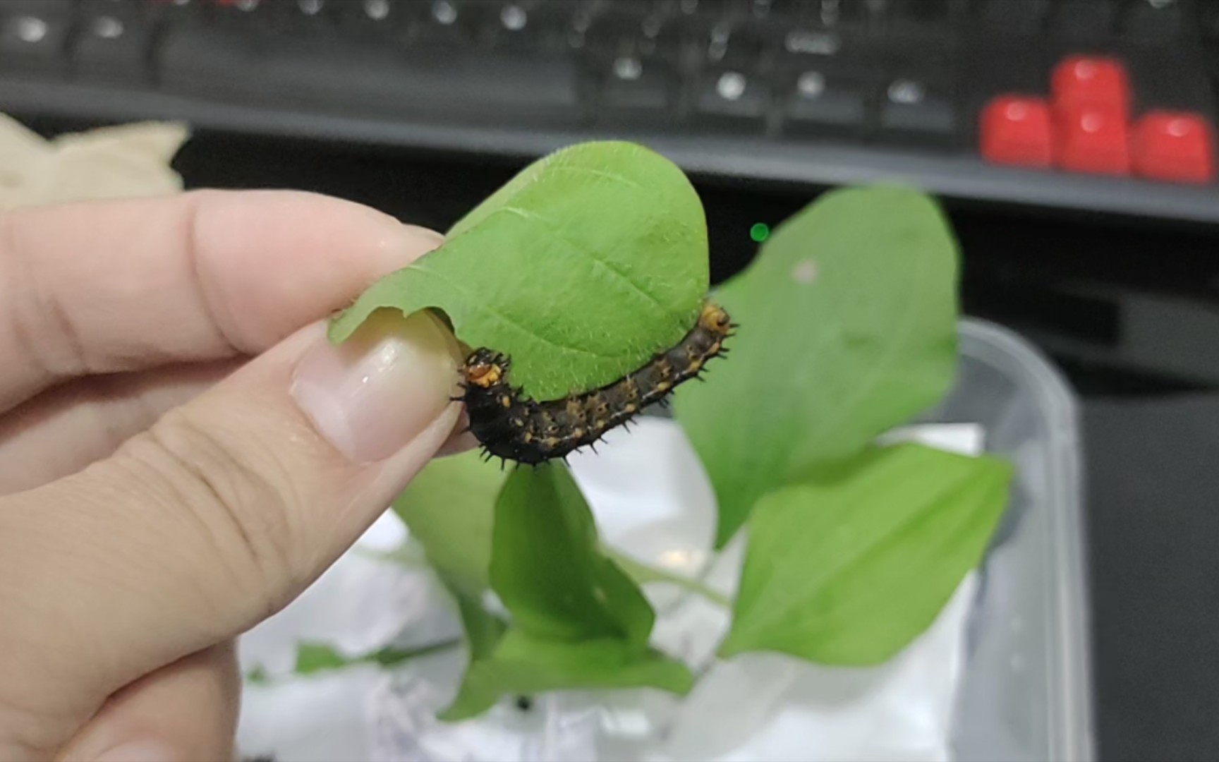 翠蓝眼蛱蝶幼虫的成长