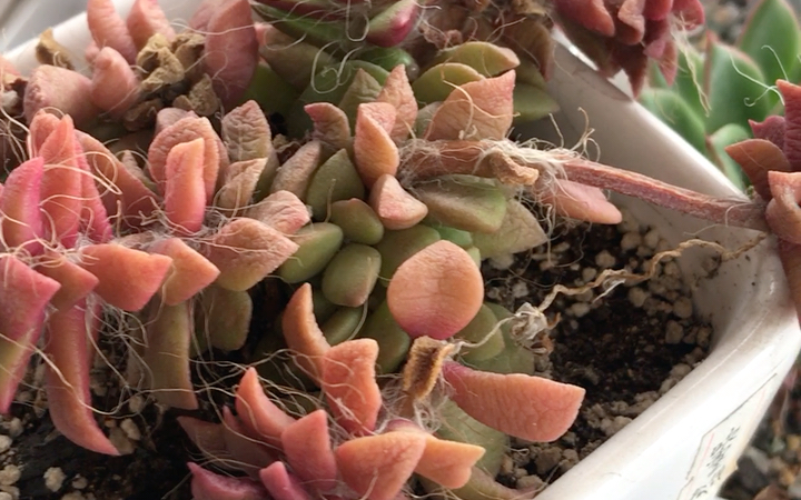 多肉植物 吹雪之松锦 anacampseros telephiastrum sunset 也叫回欢草