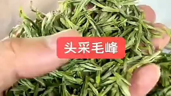 黄山毛峰,全芽款头采早春新茶!超小高山米芽,芽特肥特小特绿!高山头采米芽黄山毛峰,短小整齐,峰毫显露,色泽嫩绿,315/斤哔哩哔哩bilibili