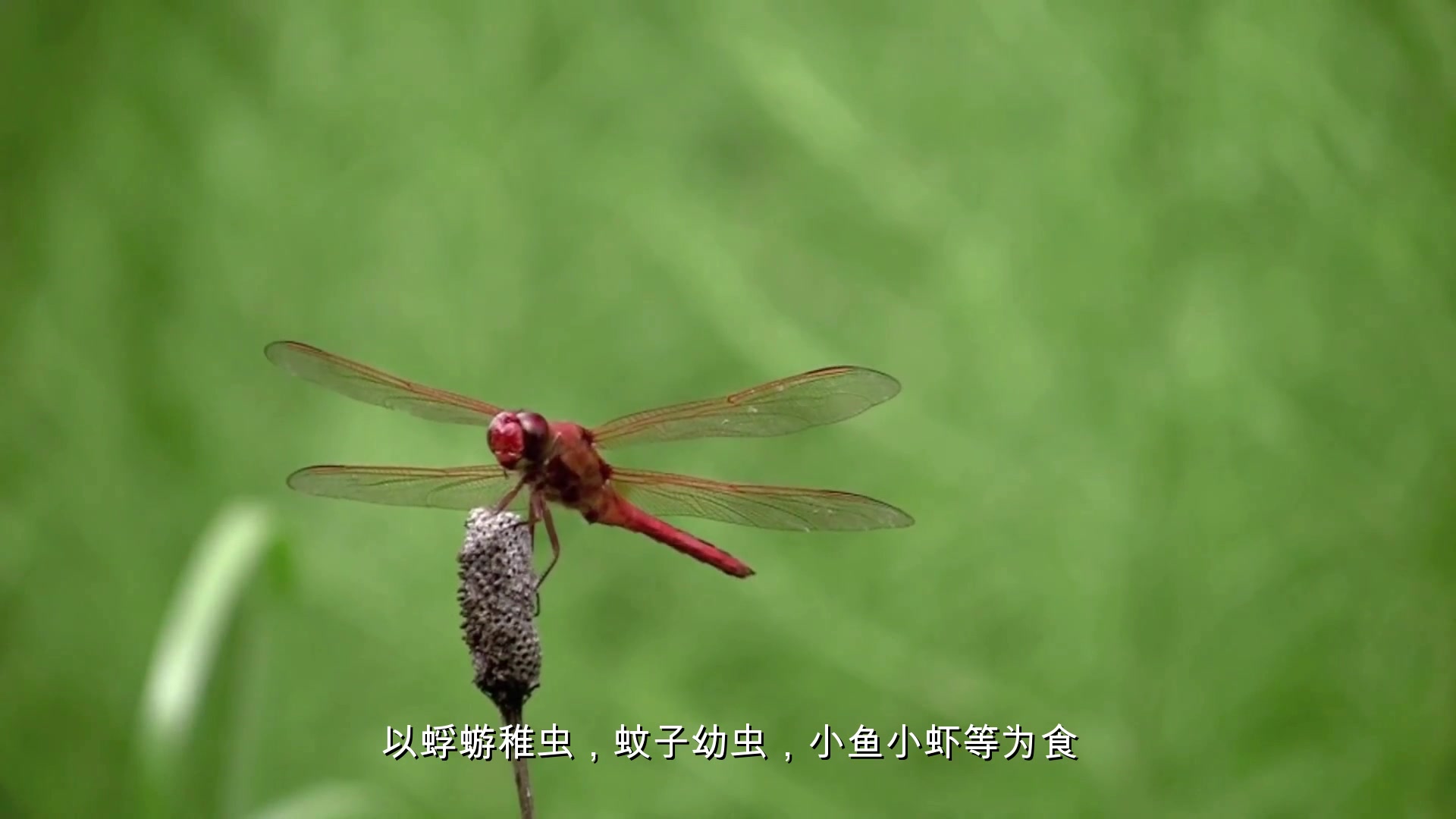 [图]昆虫纲分类（一）