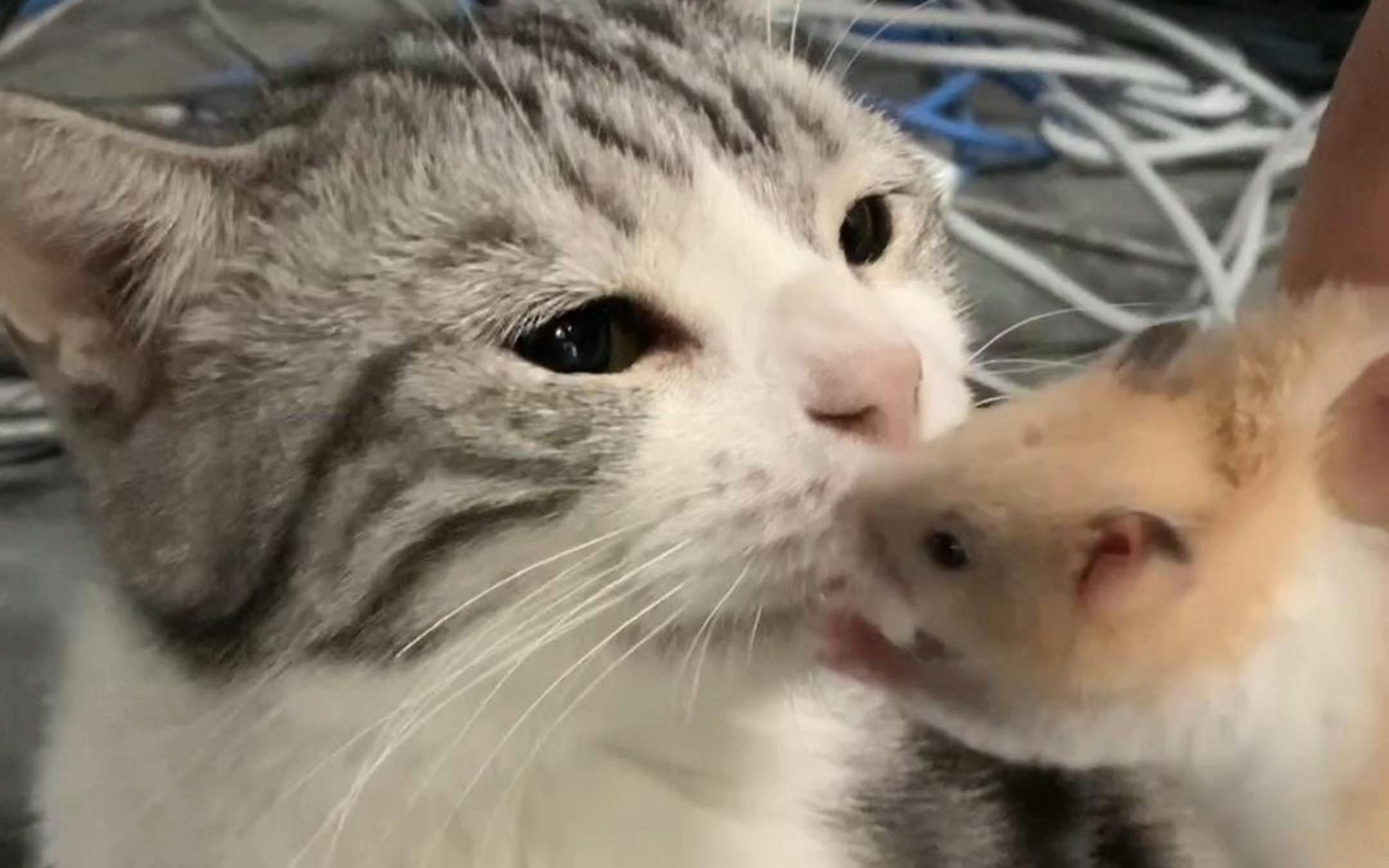 猫鼠大战之喵生艰难