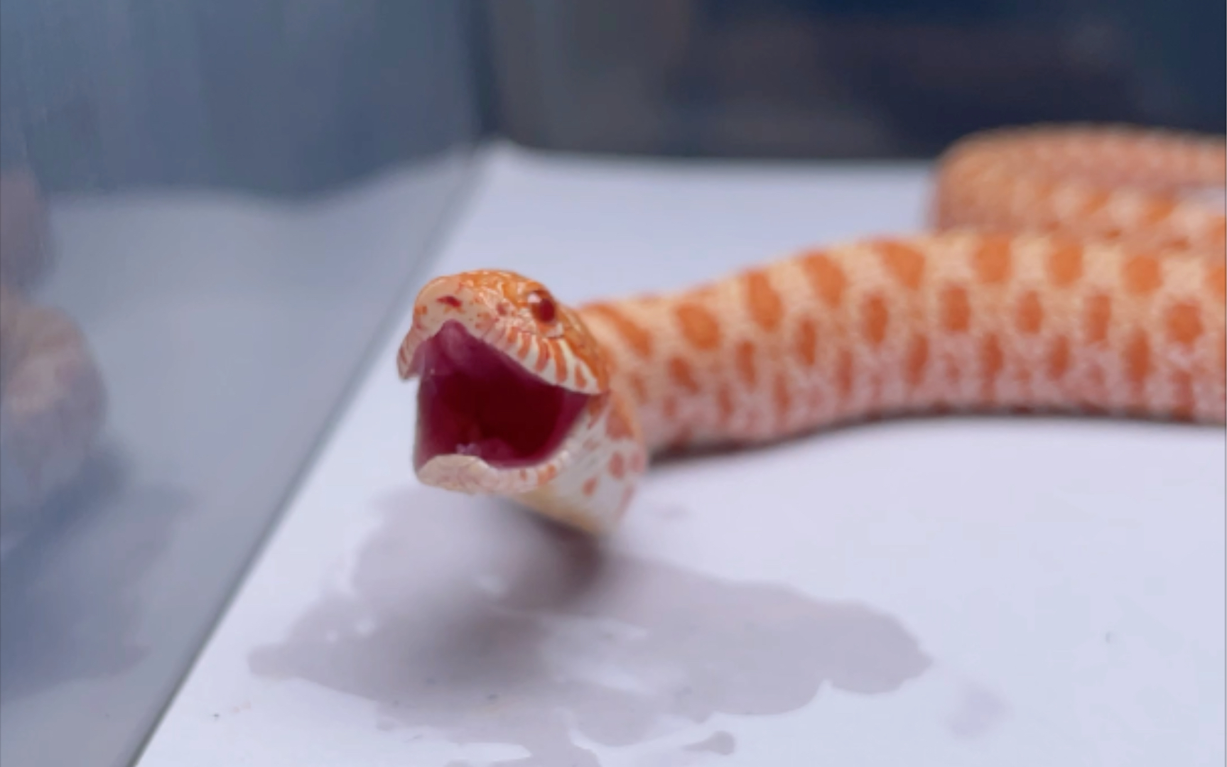 白化猪鼻蛇丨喂食日常