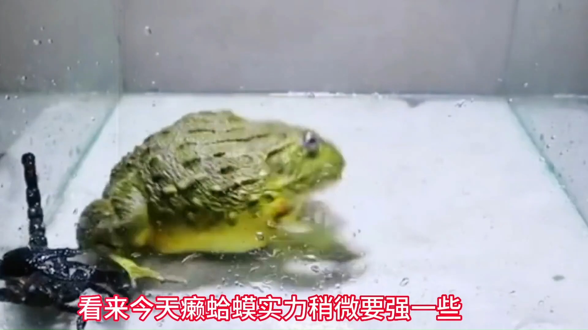 461 牛蛙大战蝎子和蜈蚣#蝎子#牛蛙 #动物世界 #野生动物零距离 #神奇