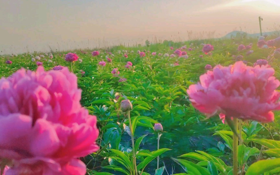 [图]乡村花海