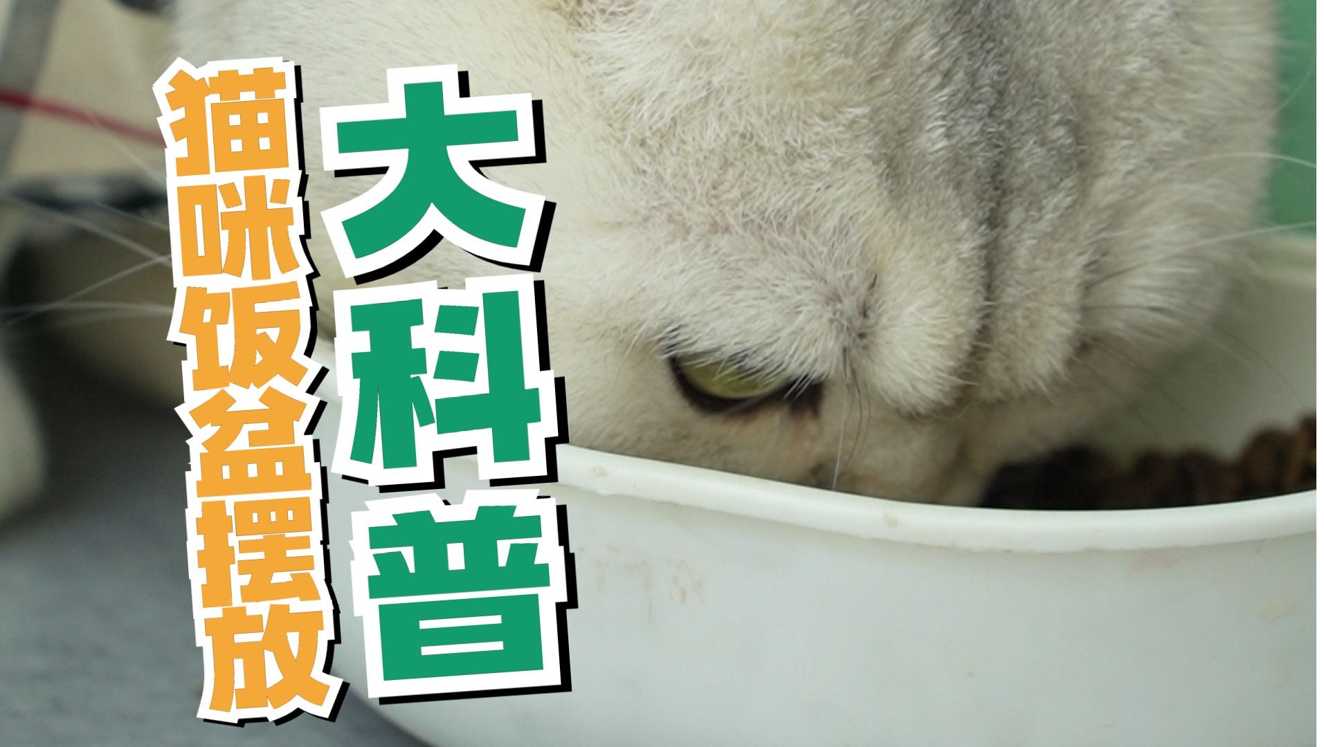 猫咪不喝水?猫碗摆放也有大讲究!哔哩哔哩bilibili