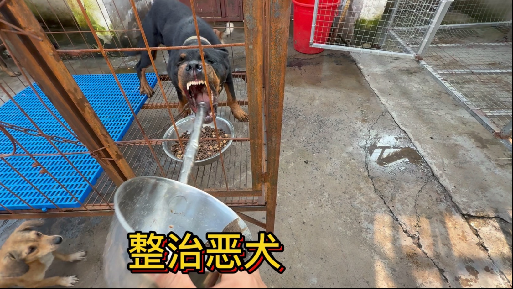 接狗的时候被狗给咬了我果断把它给买了回来，对于这种咬人护食的恶犬必须给它改正过来。