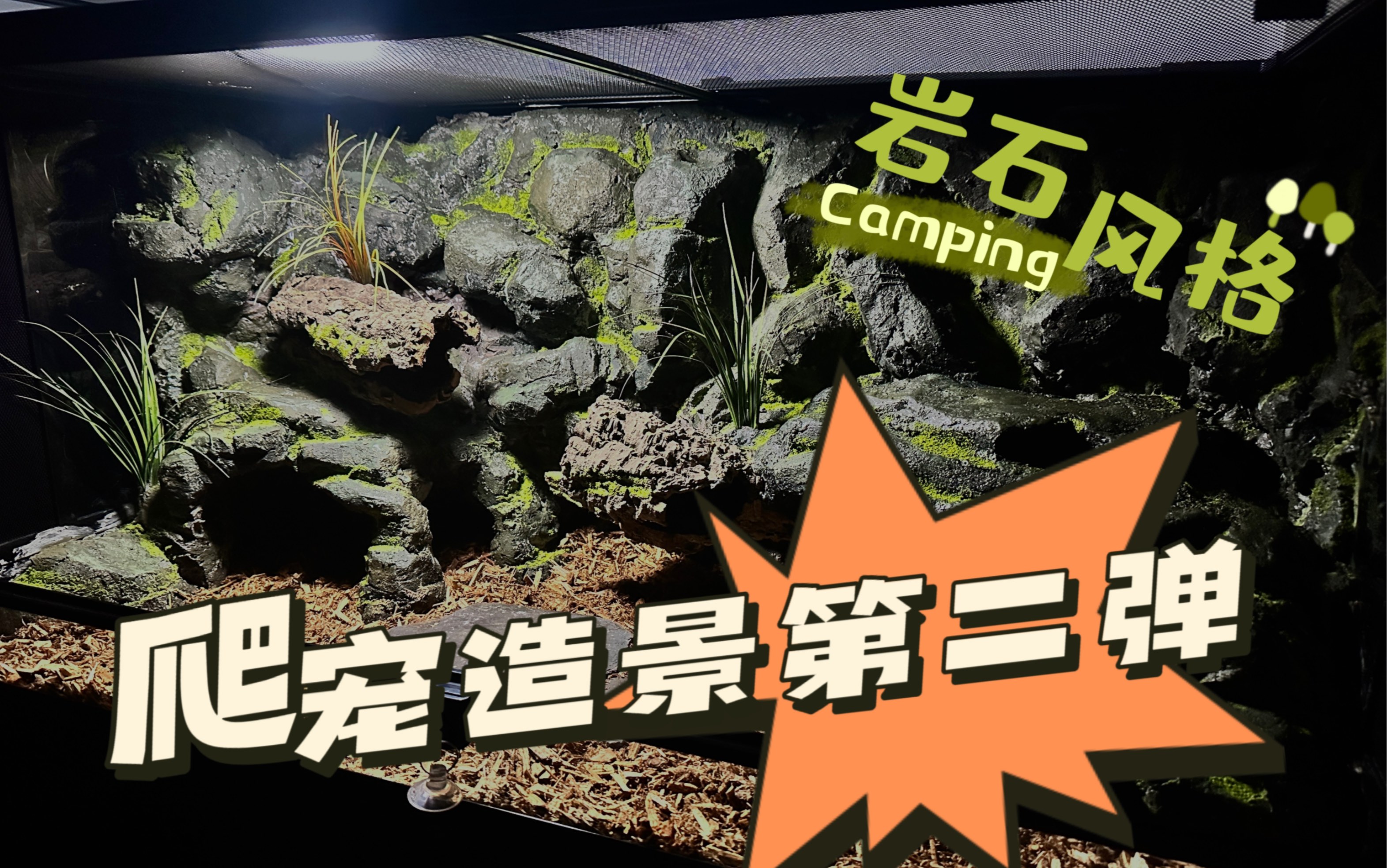 爬宠造景第二弹