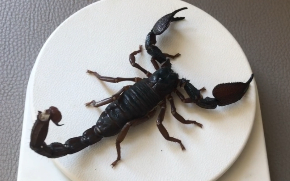 12.5公红爪雨林蝎の体重