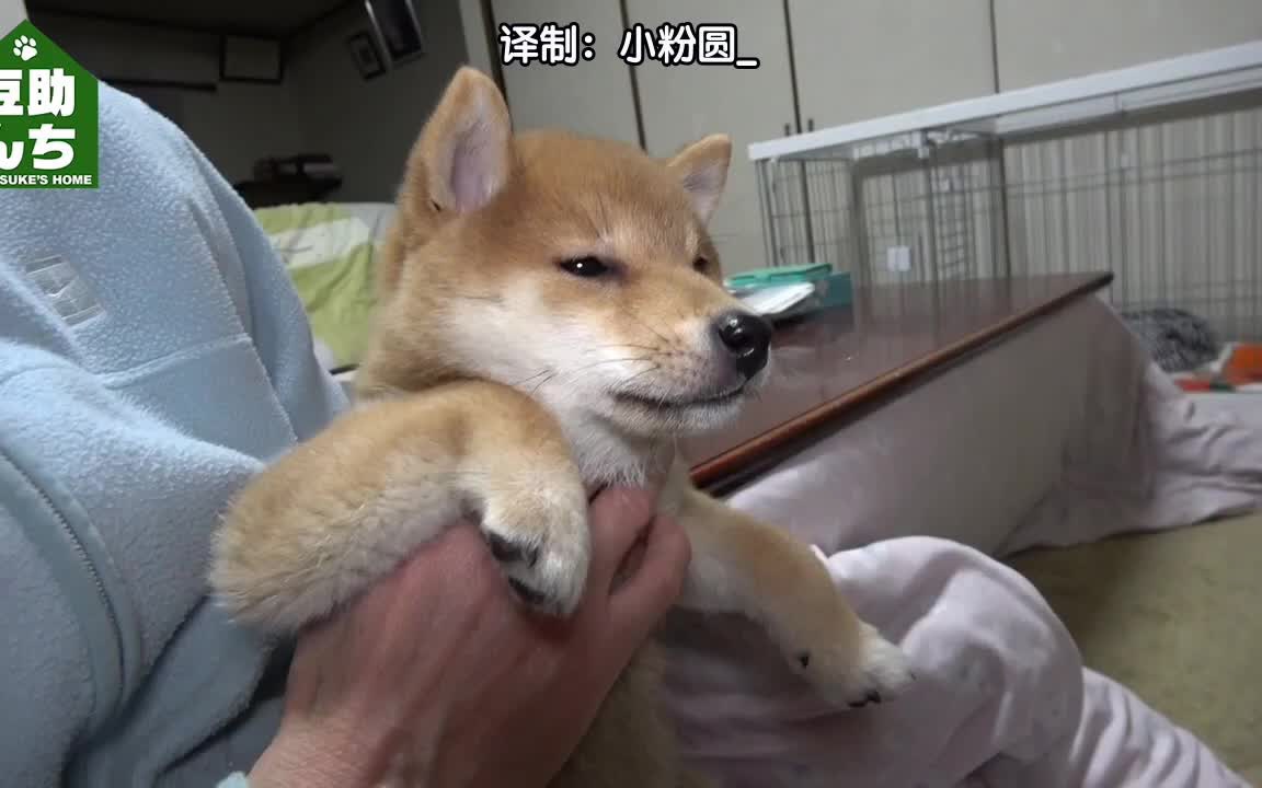 日本25代目豆助成长日记第30天跟着尾巴团团转的小笨蛋