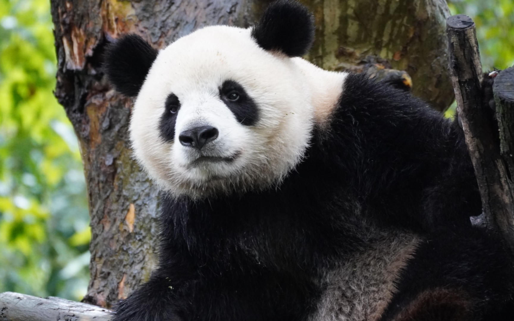 【大熊猫川仔】仔姐困啦,要眯眯眼休息了哦