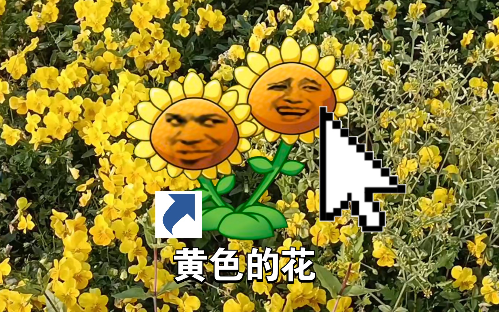 关于一些黄色的花哔哩哔哩bilibili