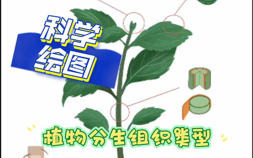 【科学绘图】植物分生组织类型哔哩哔哩bilibili