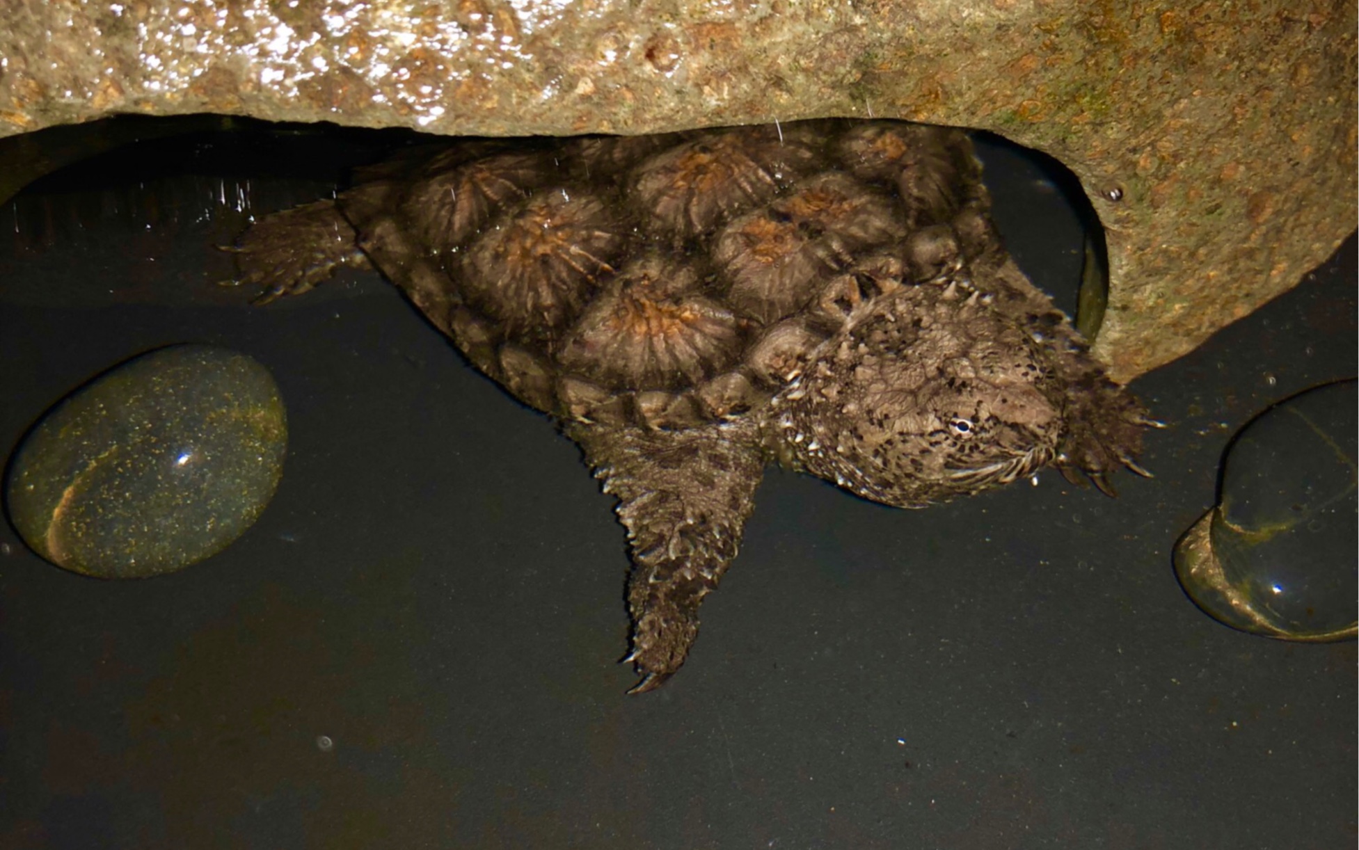 大小佛鳄的日常撕巴猎物
