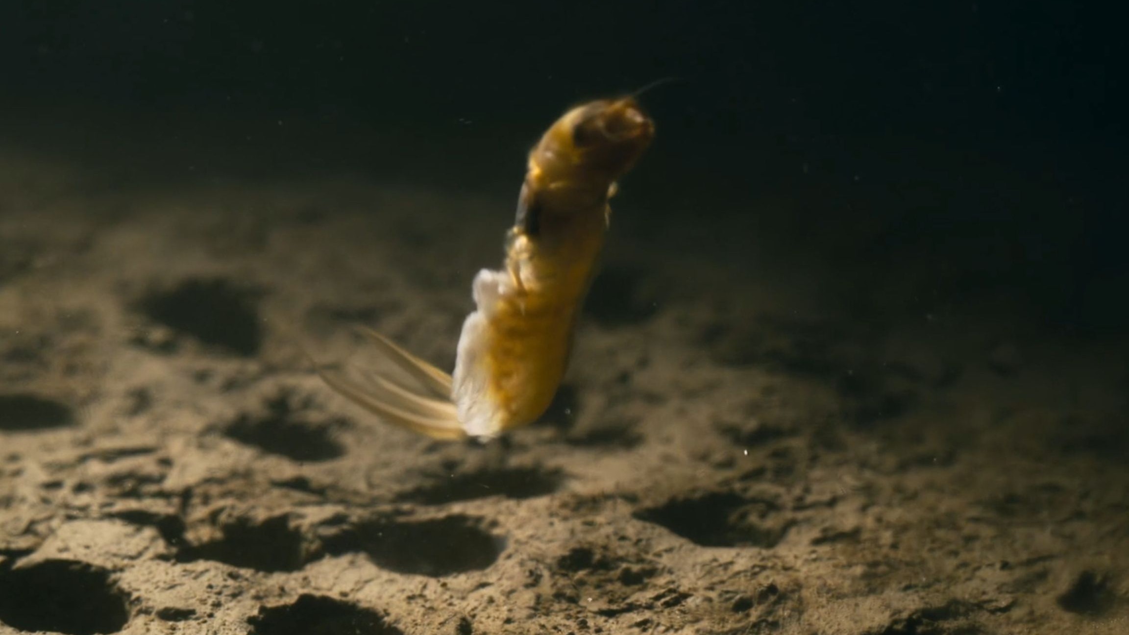 朝生暮死是我的宿命，我就是蜉蝣