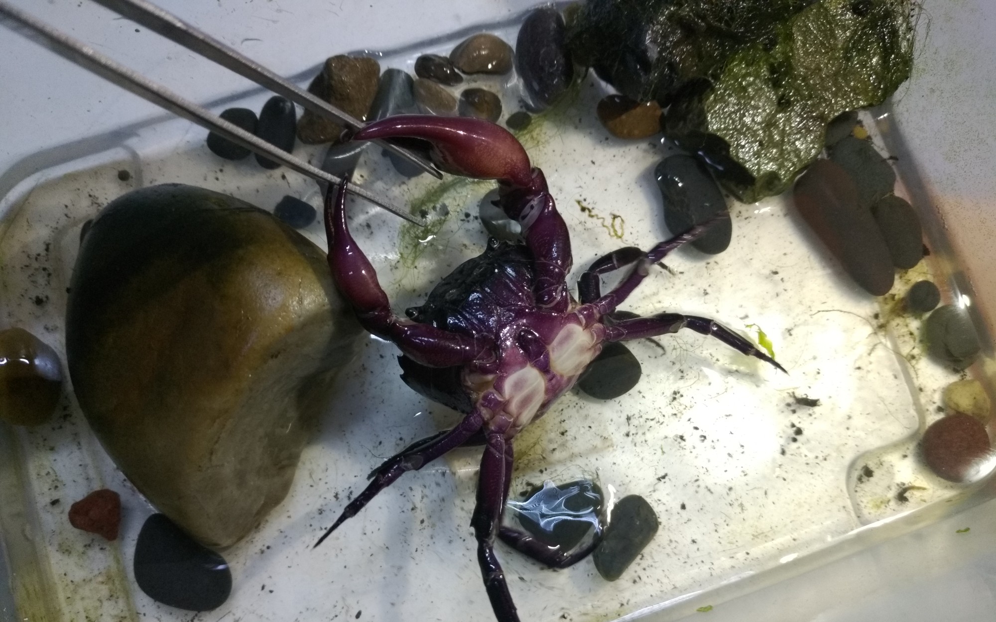 紫色束腰蟹_哔哩哔哩_bilibili