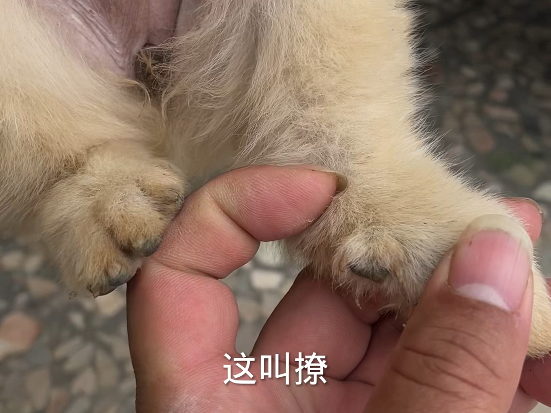 散爪和正常犬的照片图片