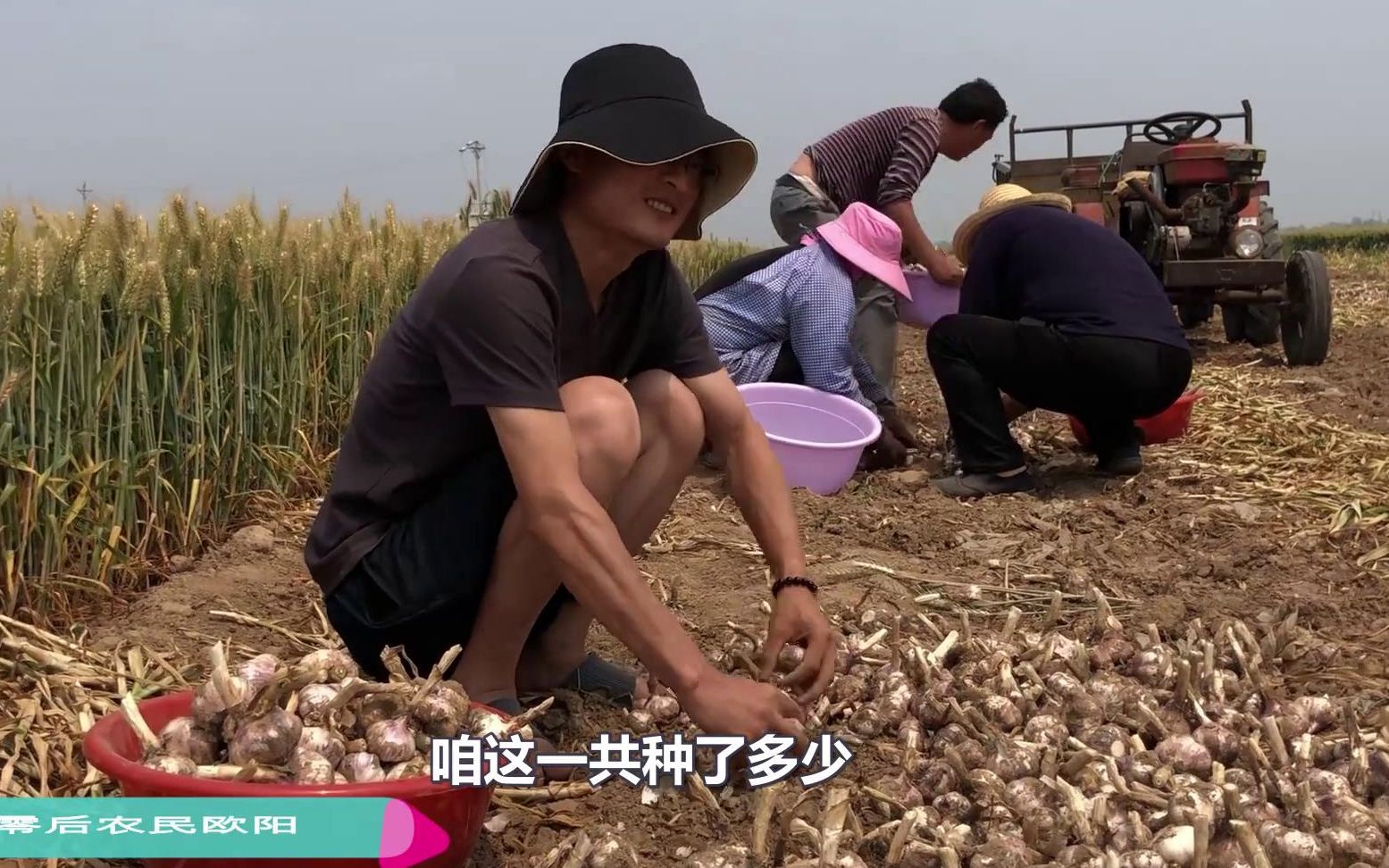 ＂蒜你狠“又来了,今年大蒜价格猛涨5倍,快看大蒜种植户挣多少钱哔哩哔哩bilibili