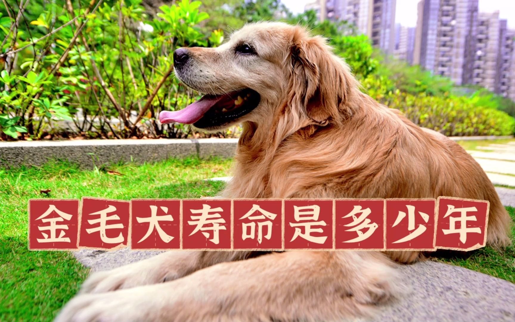 金毛犬寿命是多少年,金毛一般能活多久哔哩哔哩bilibili