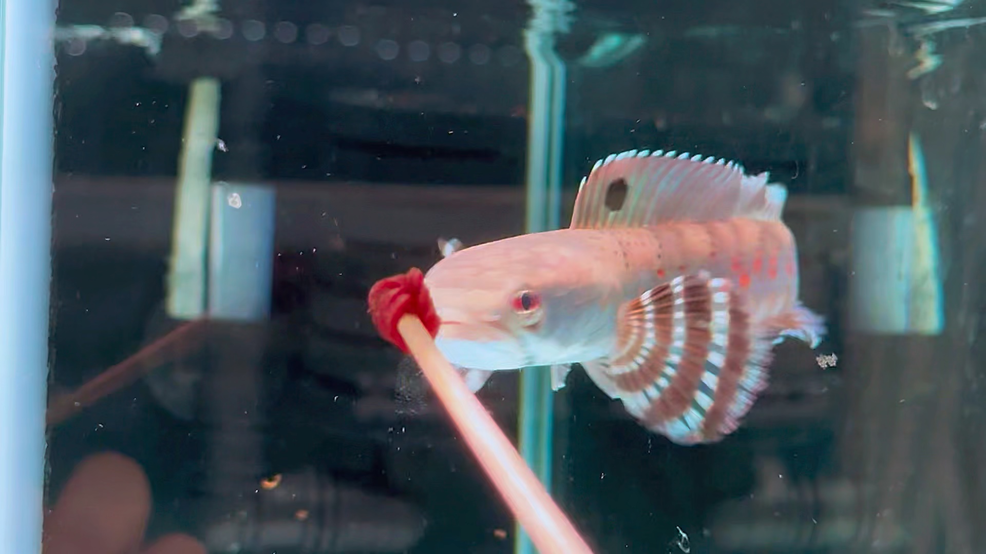 大尺寸幻红雷龙,1xx起双包,选鱼看主页.#雷龙鱼 #幻彩红宝石雷龙鱼