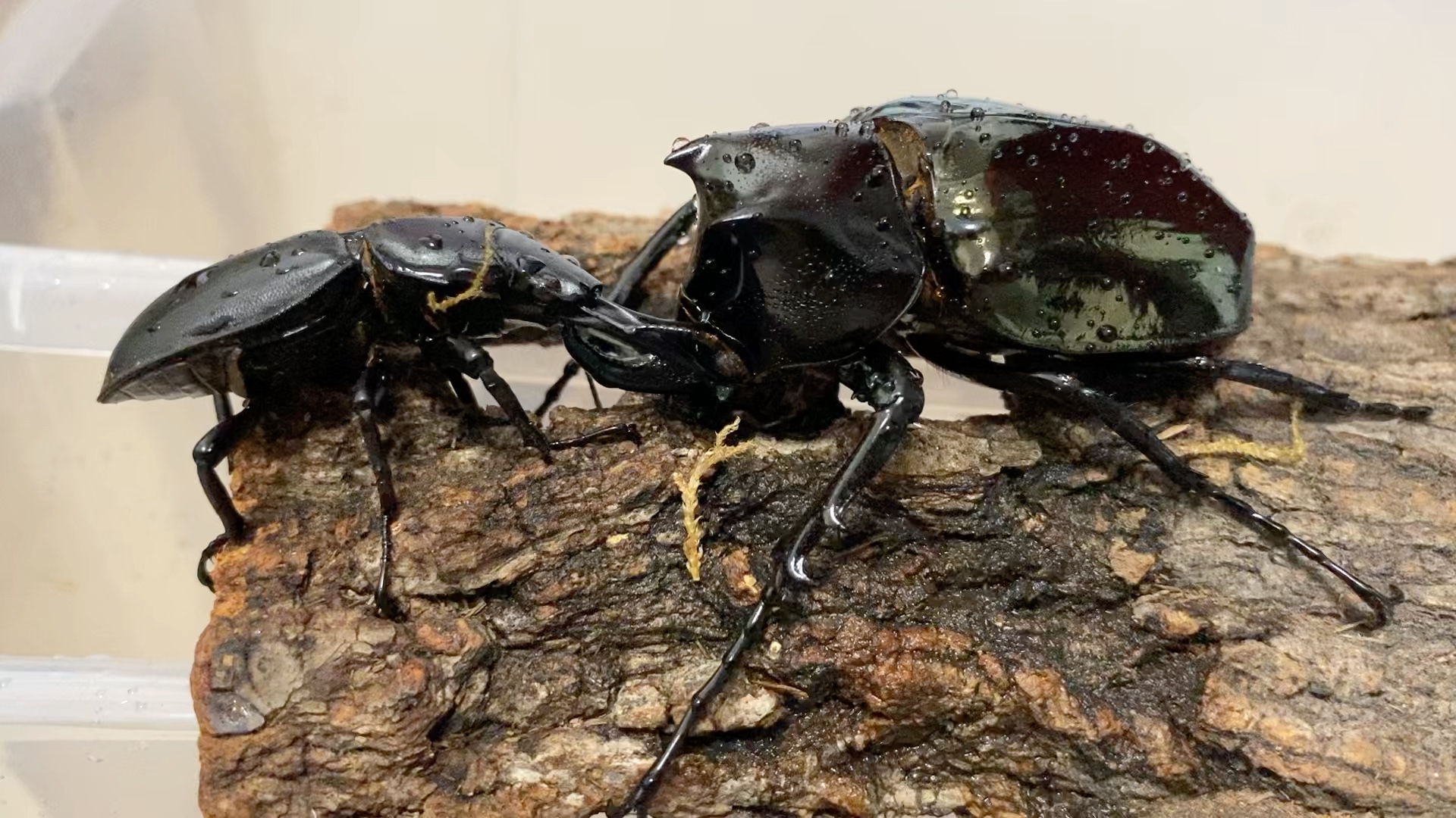 萌萌的小角南洋大兜虫的与中扁的对峙_哔哩哔哩 (゜-゜)つロ 干杯