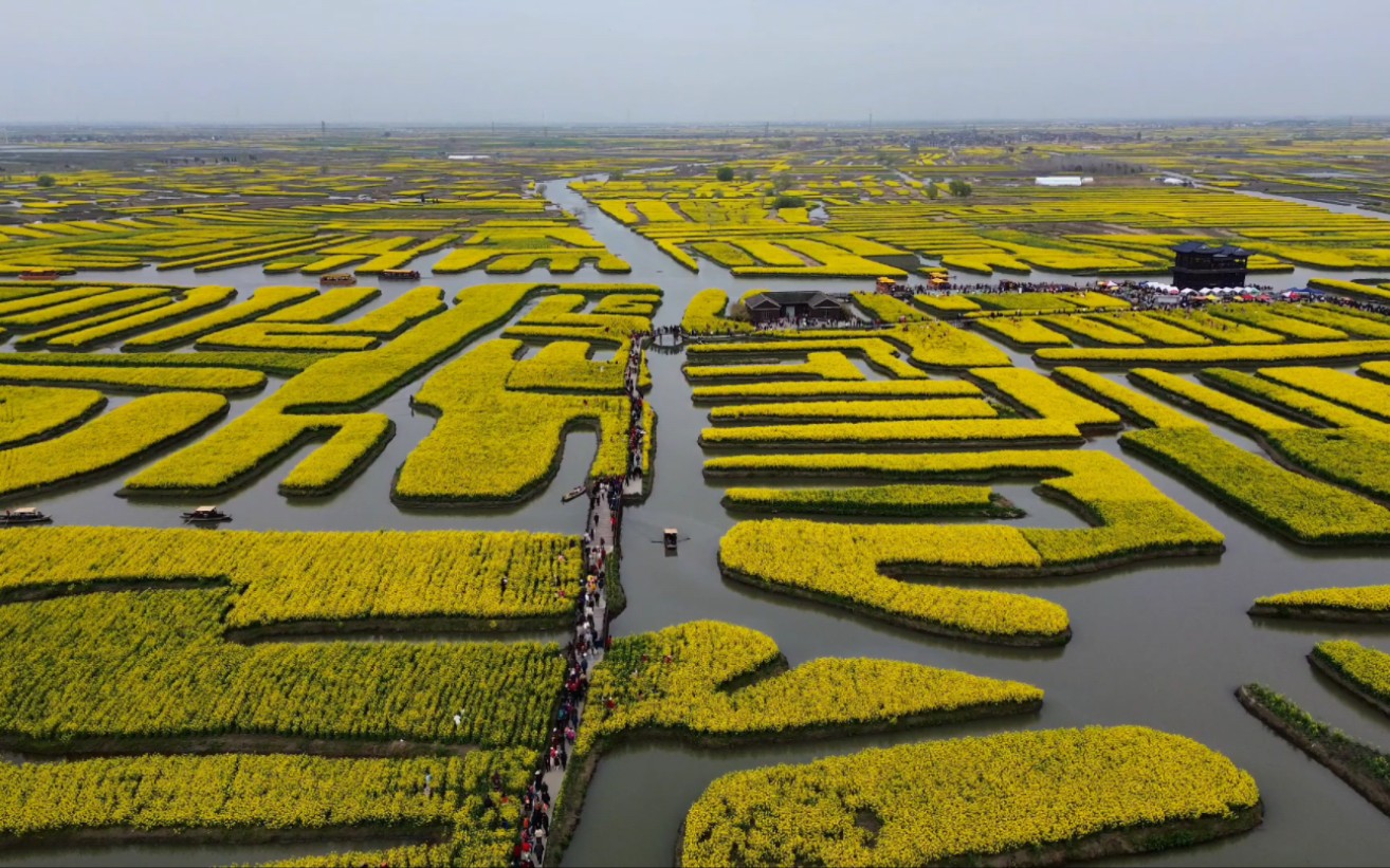 泰州千垛油菜花美景