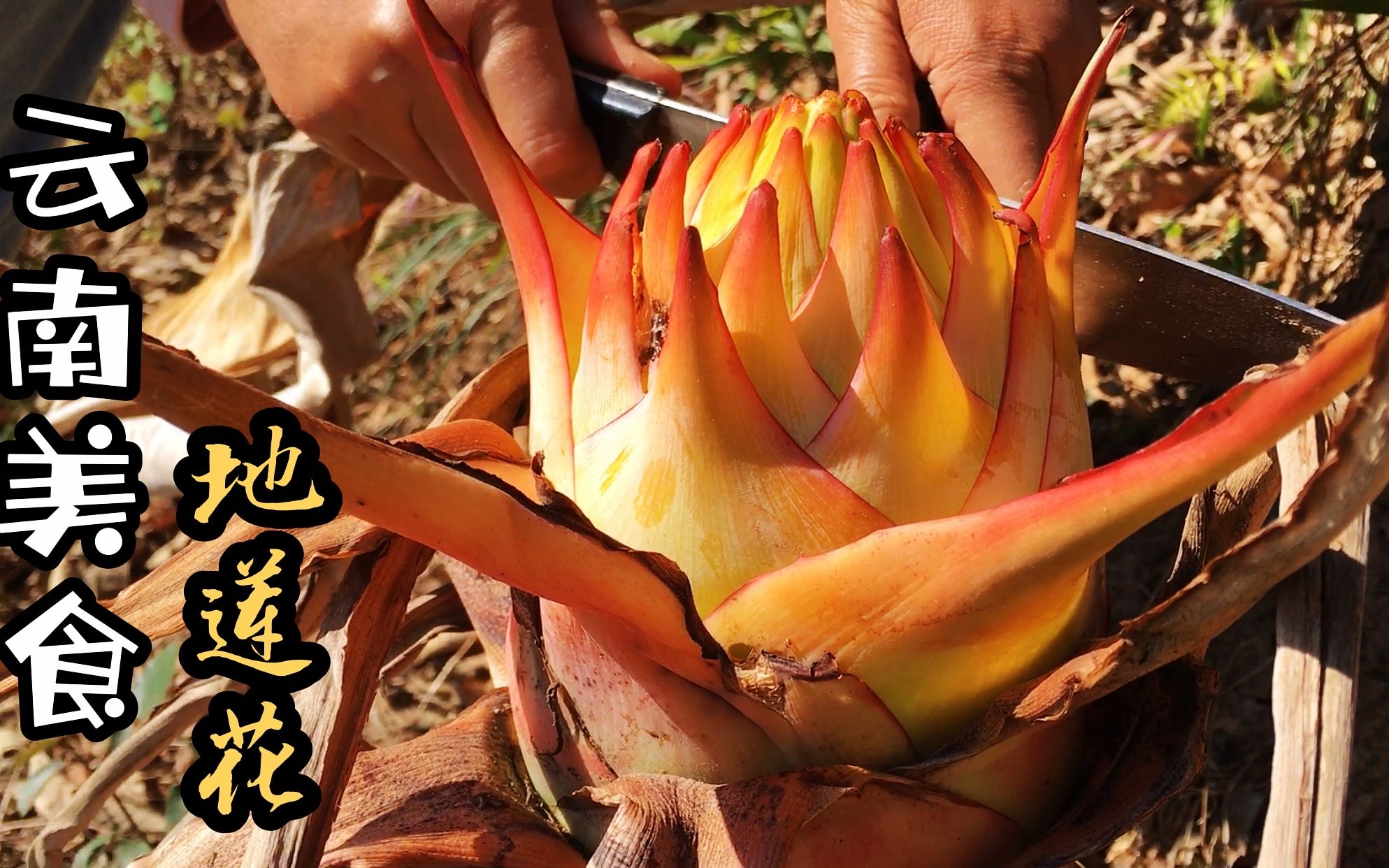 云南大山里特有的美食地莲花,它的花瓣不仅漂亮还可以吃,太香啦哔哩哔哩bilibili