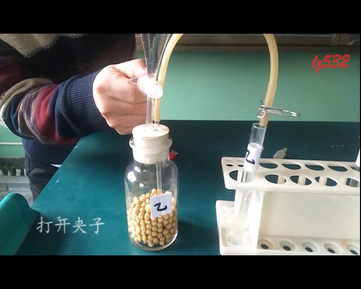 呼吸作用植物种子萌发过程探究实验哔哩哔哩bilibili