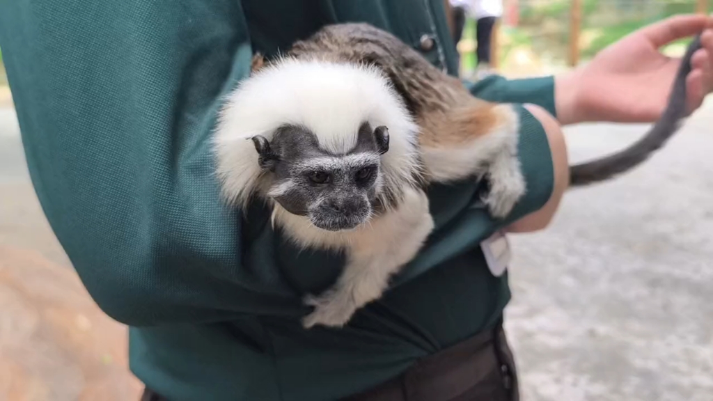 两只棉顶绒猴出来散心,一只粘着奶爸不肯上树玩另一只就吃醋了哔哩哔哩bilibili