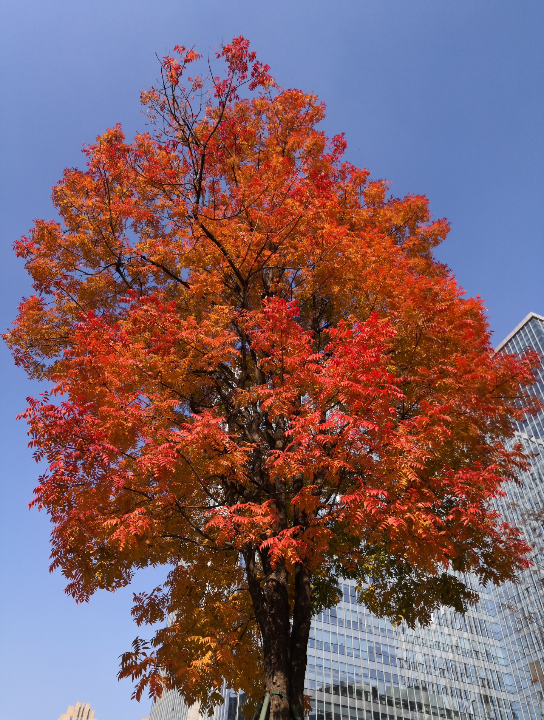 冬日暖阳下的五彩树_哔哩哔哩_bilibili