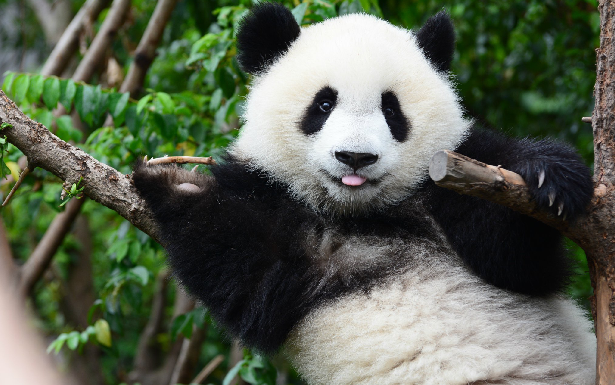 【大熊猫七巧】沉迷于唱歌的巧胖胖